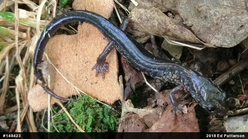 Wehrle's Salamander