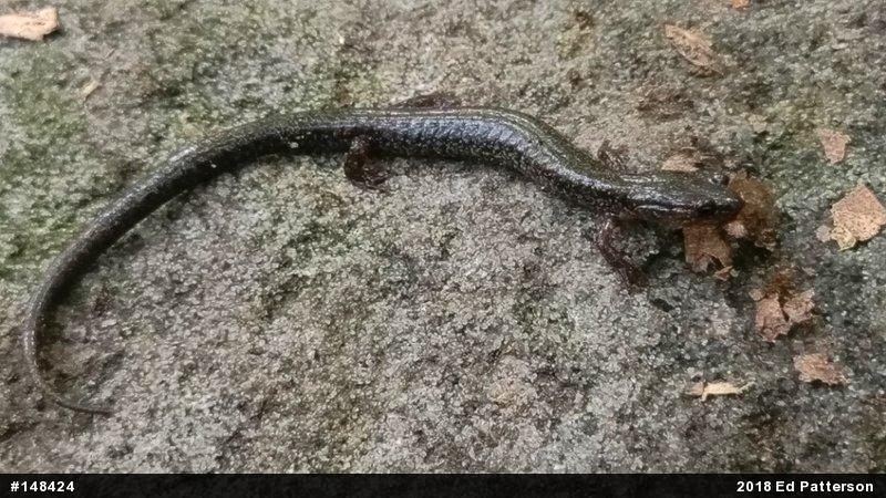 Valley And Ridge Salamander