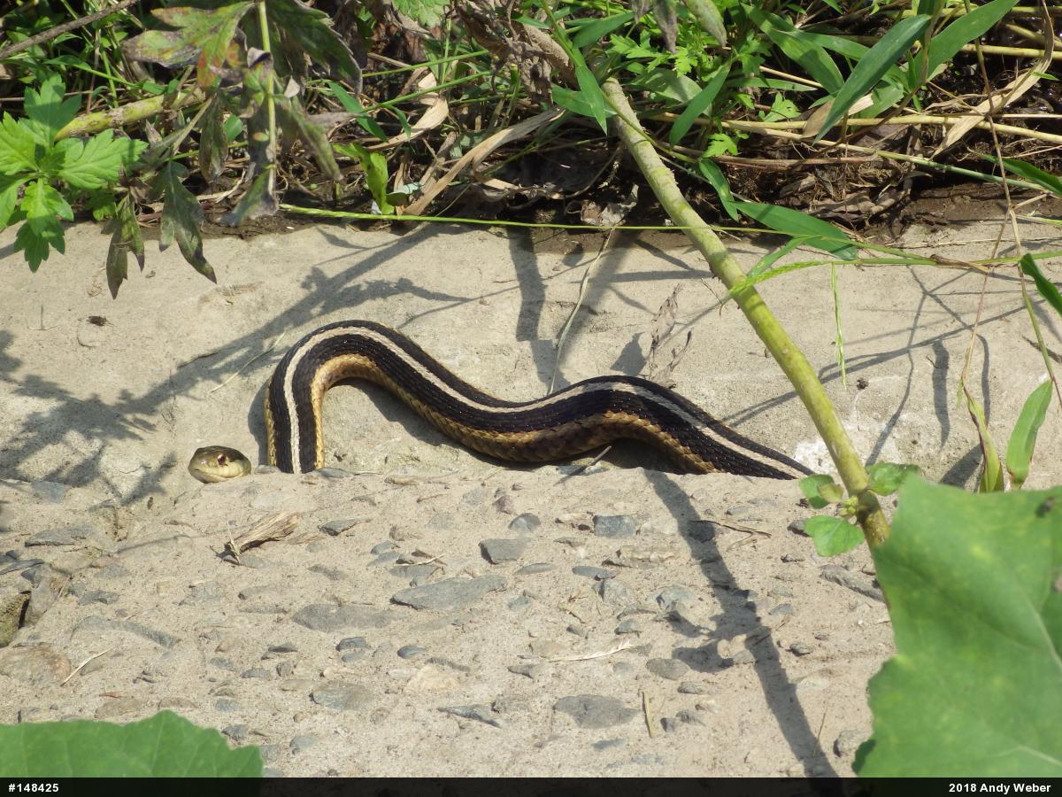 Eastern Gartersnake