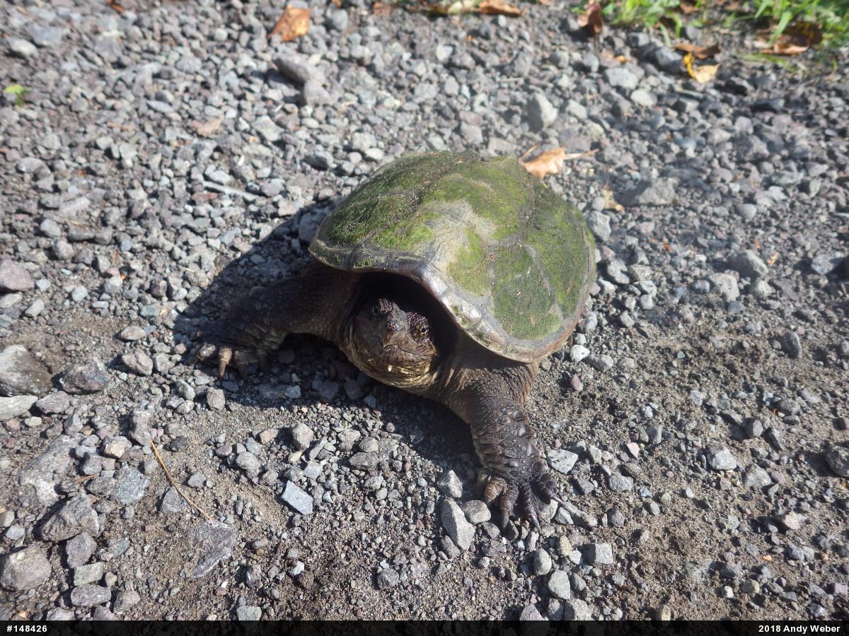Snapping Turtle