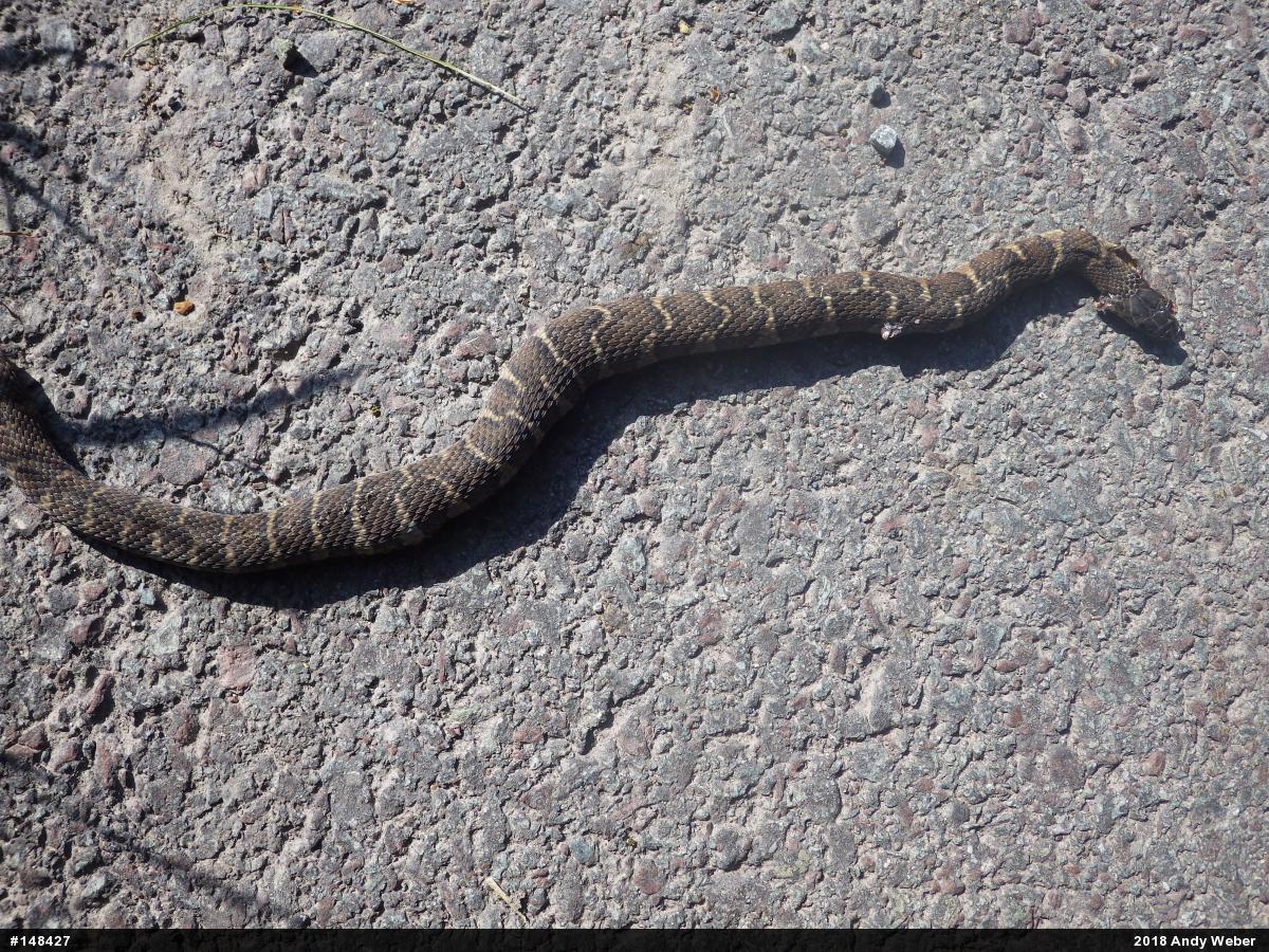 Northern Watersnake
