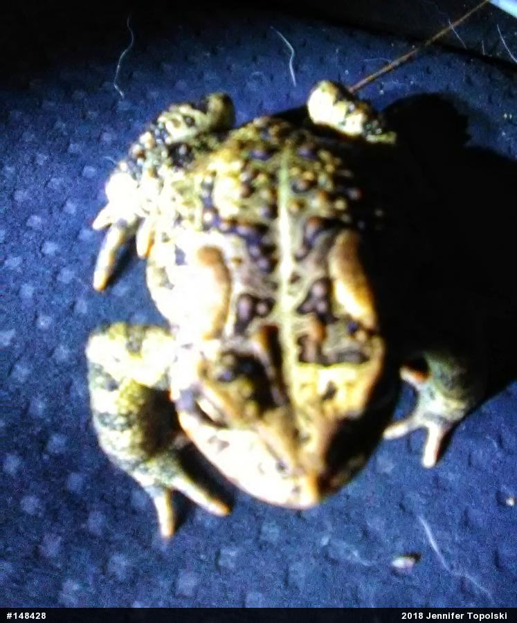 Eastern American Toad