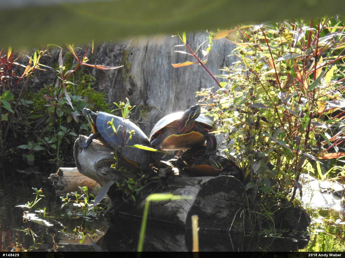 Painted Turtle