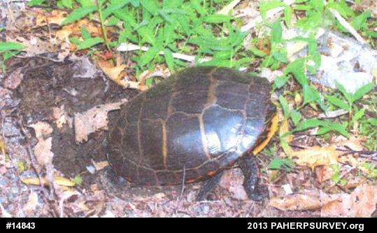 Eastern Painted Turtle