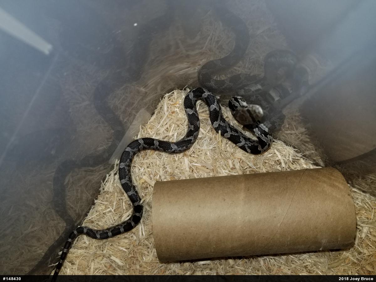 Eastern Ratsnake