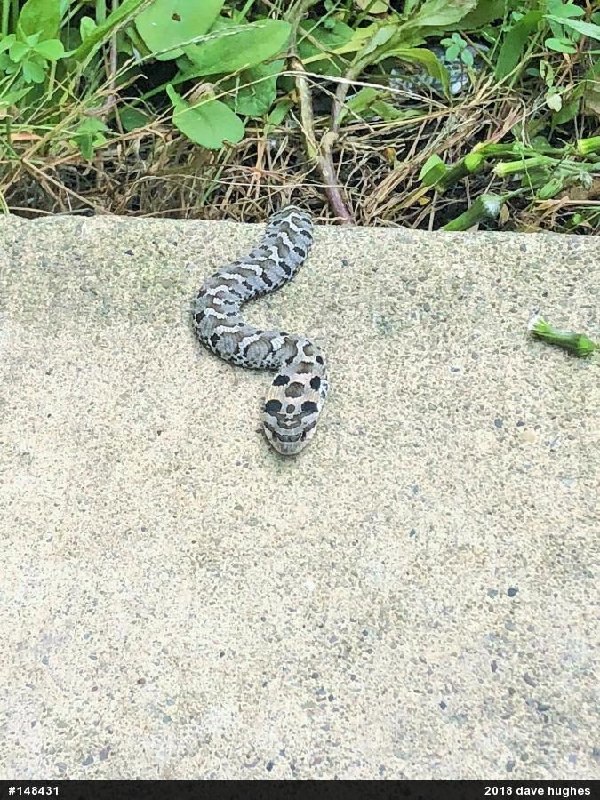 Eastern Hog-nosed Snake