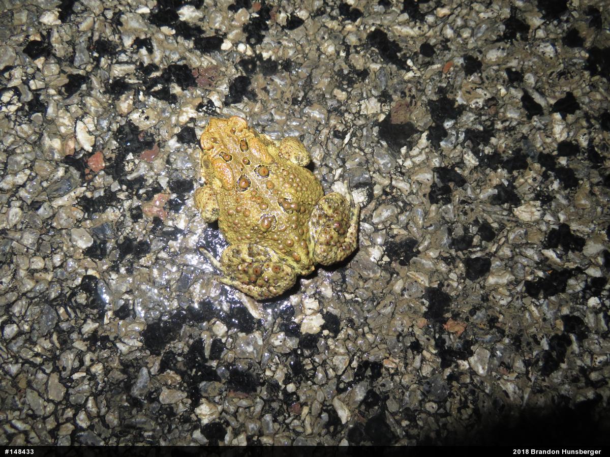 Eastern American Toad
