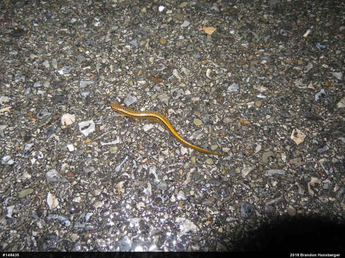 Northern Two-lined Salamander