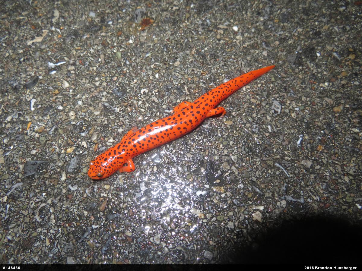 Northern Red Salamander