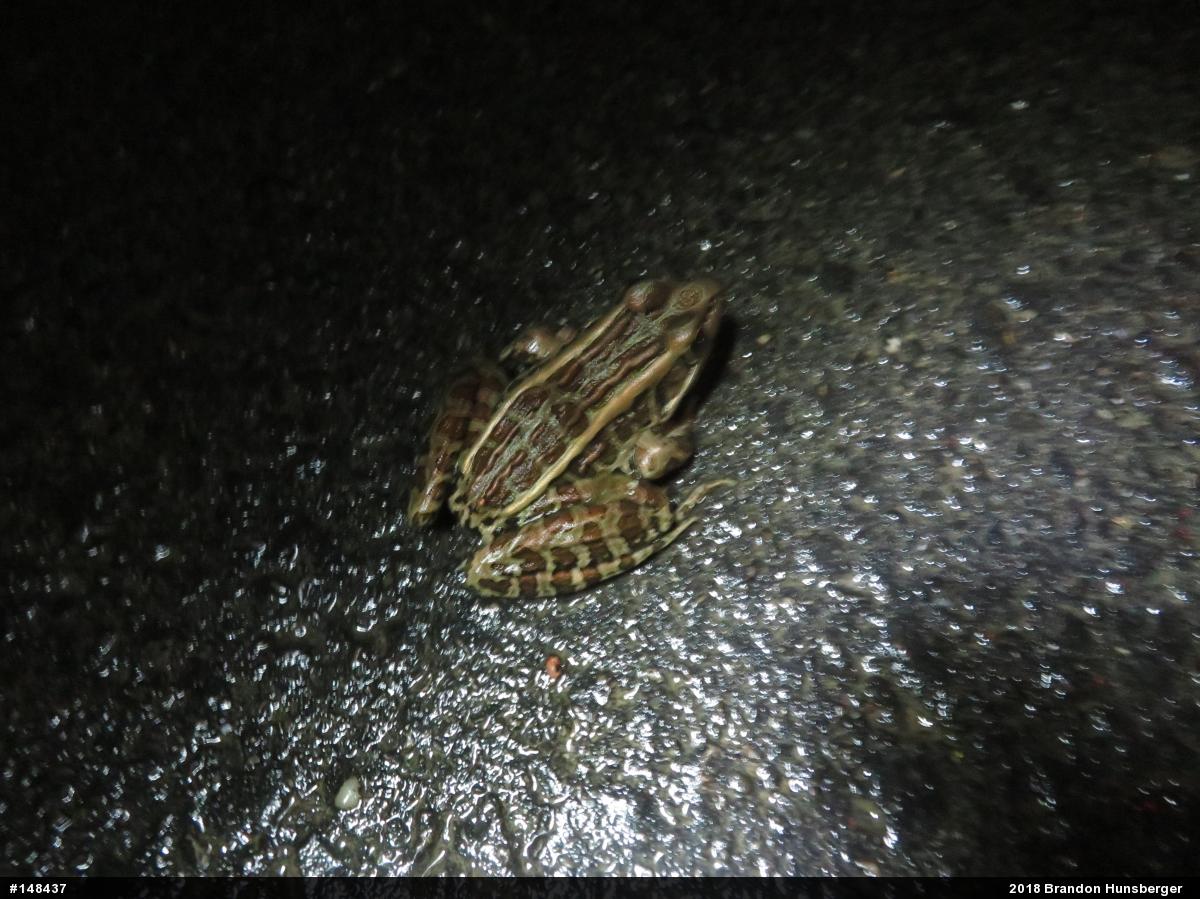 Pickerel Frog