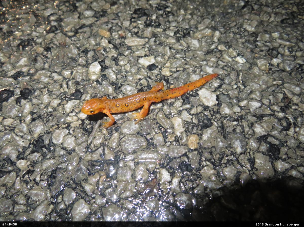 Red-spotted Newt
