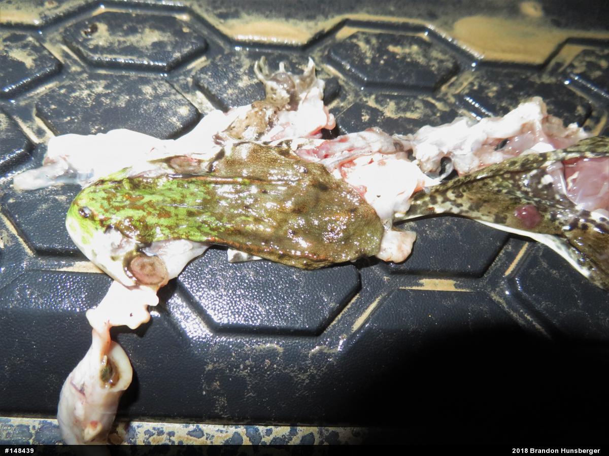 Green Frog