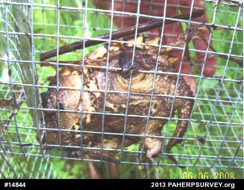 Snapping Turtle