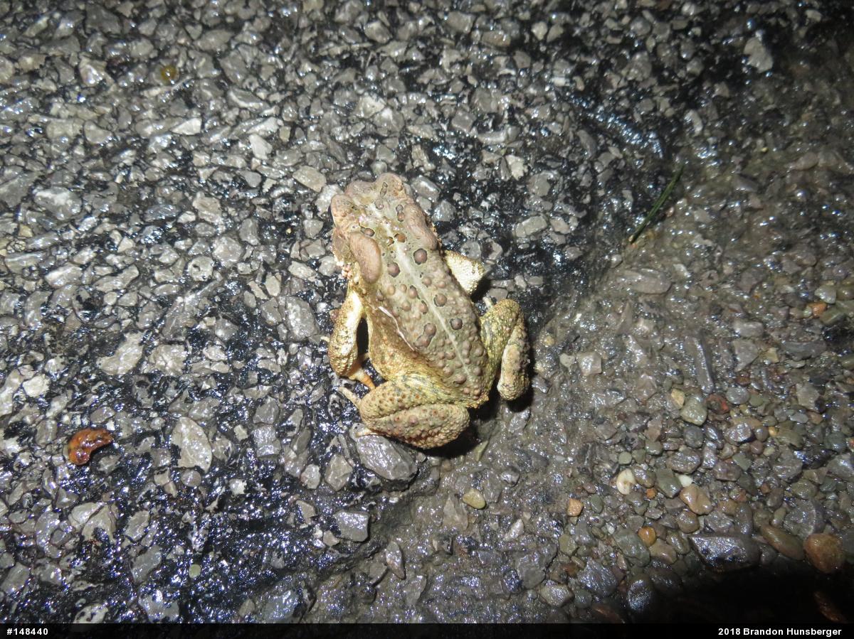 Eastern American Toad