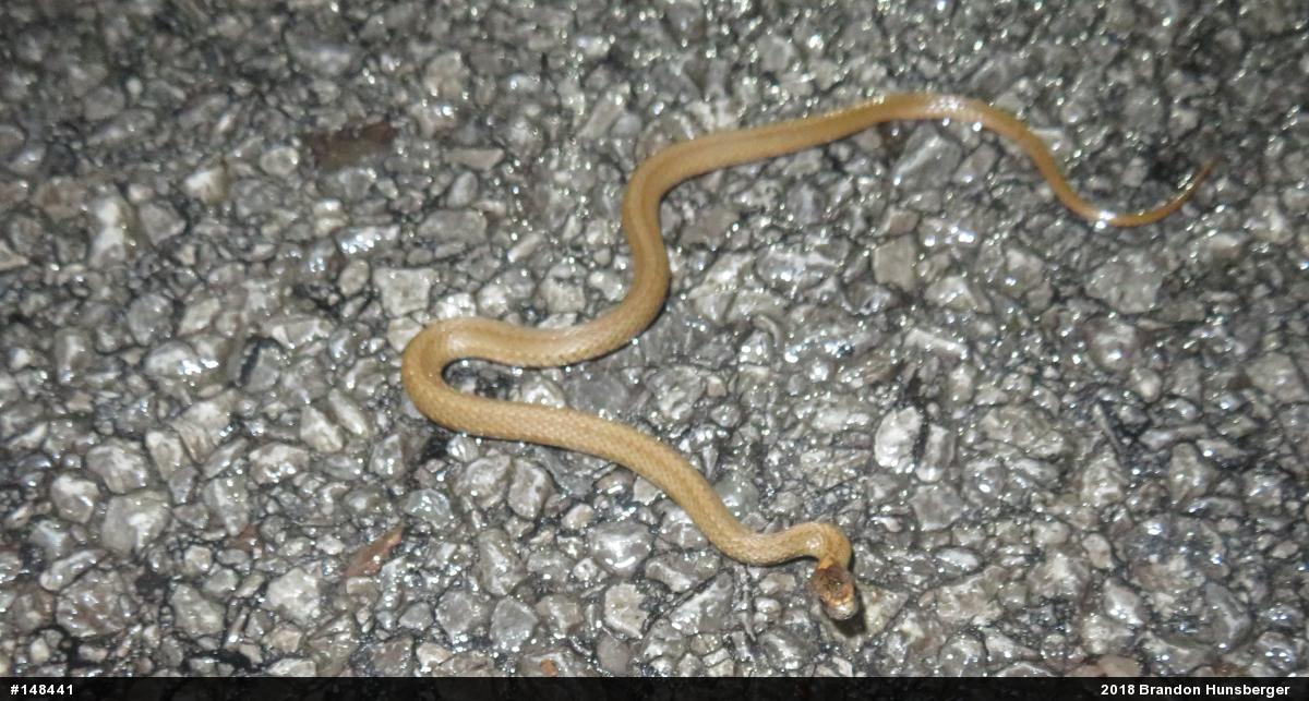 Red-bellied Snake