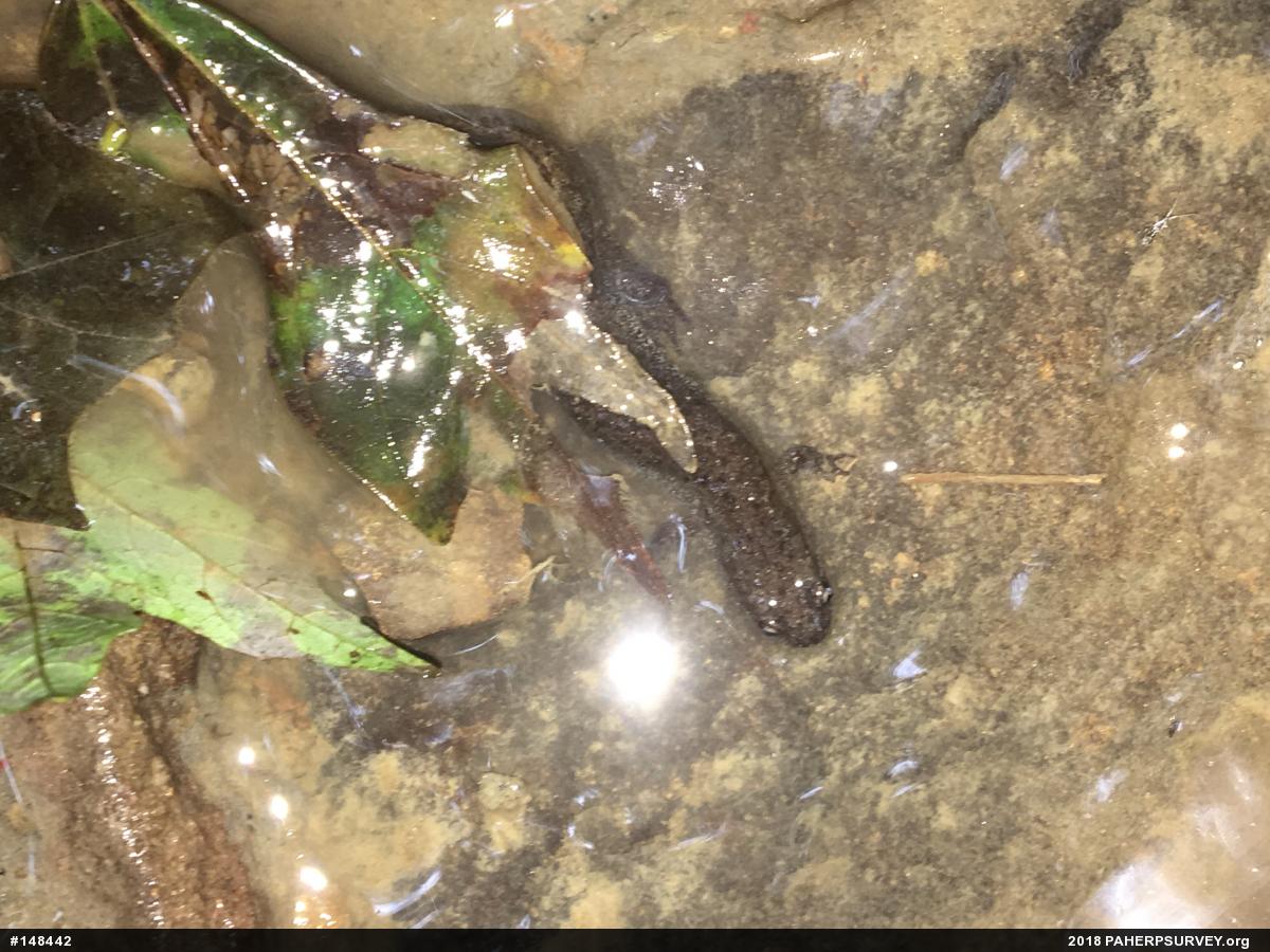 Northern Dusky Salamander
