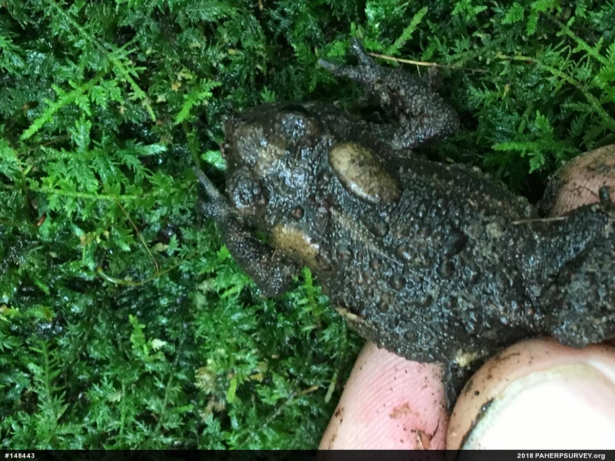 Eastern American Toad