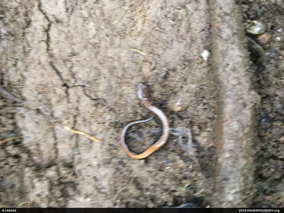 Eastern Red-backed  Salamander
