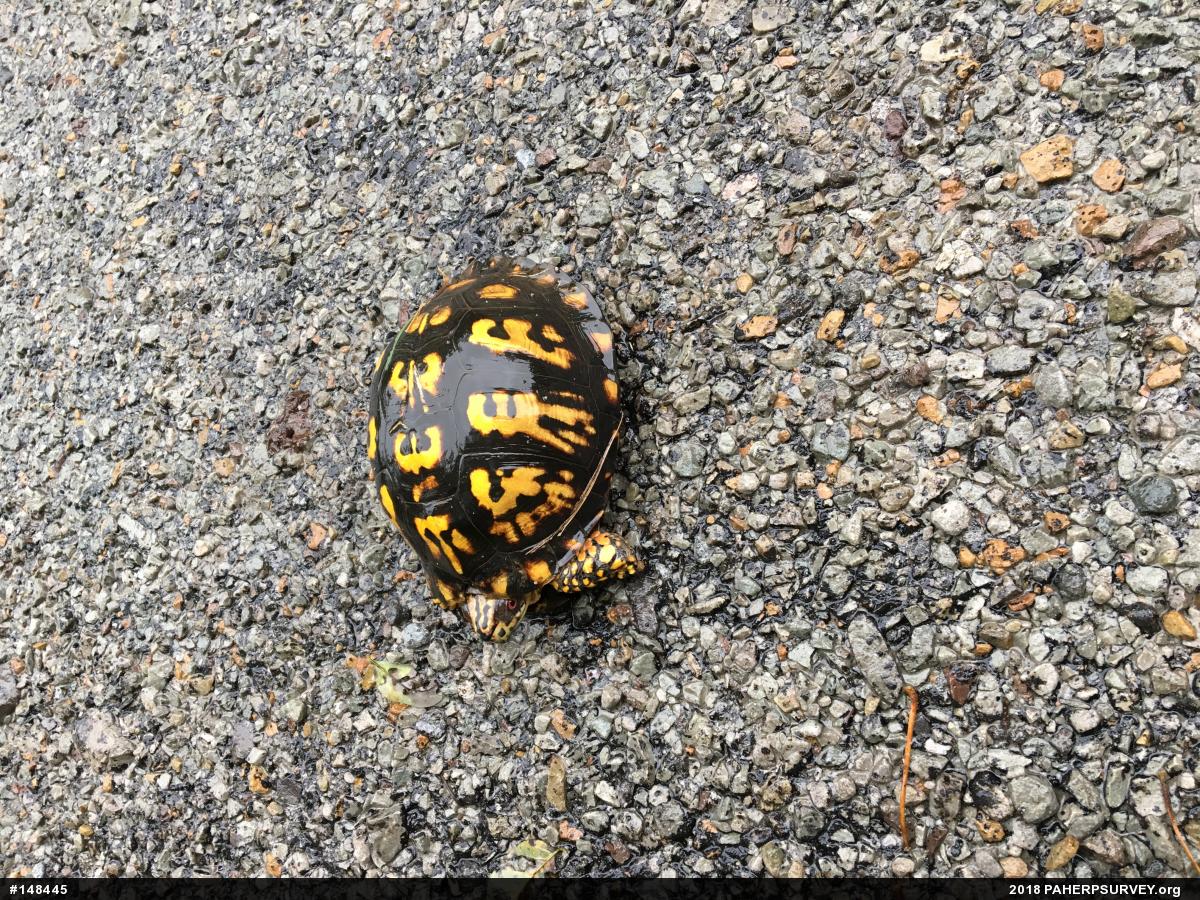 Eastern Box Turtle