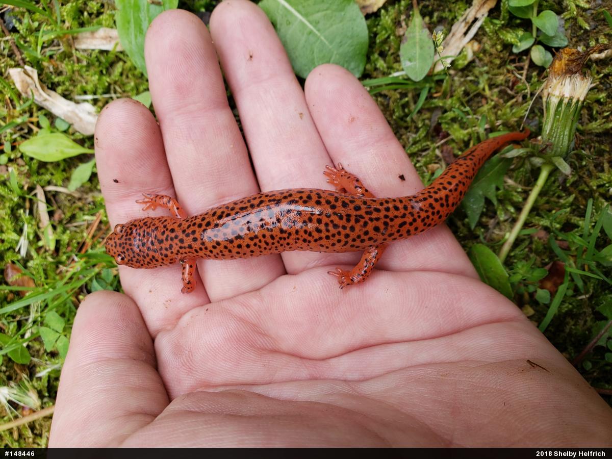 Northern Red Salamander