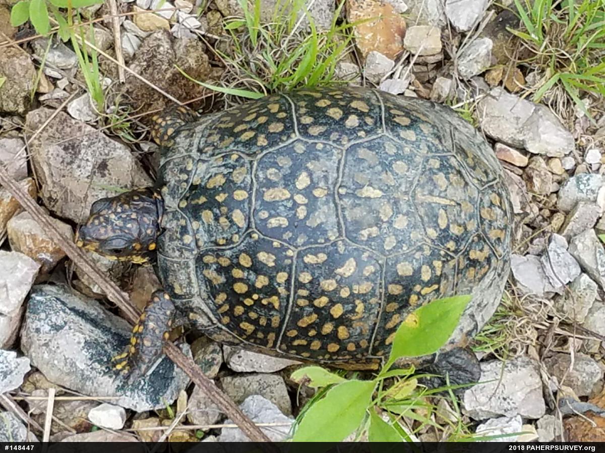 Eastern Box Turtle