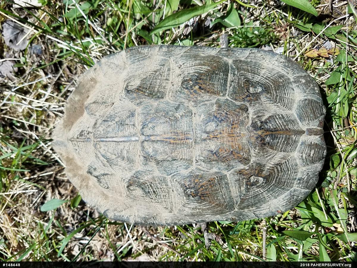 Wood Turtle