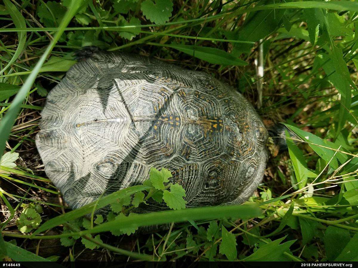 Wood Turtle