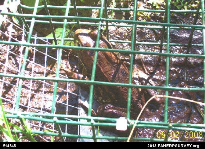 Green Frog