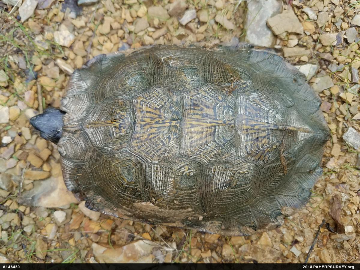 Wood Turtle