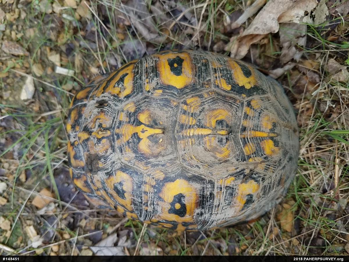 Eastern Box Turtle