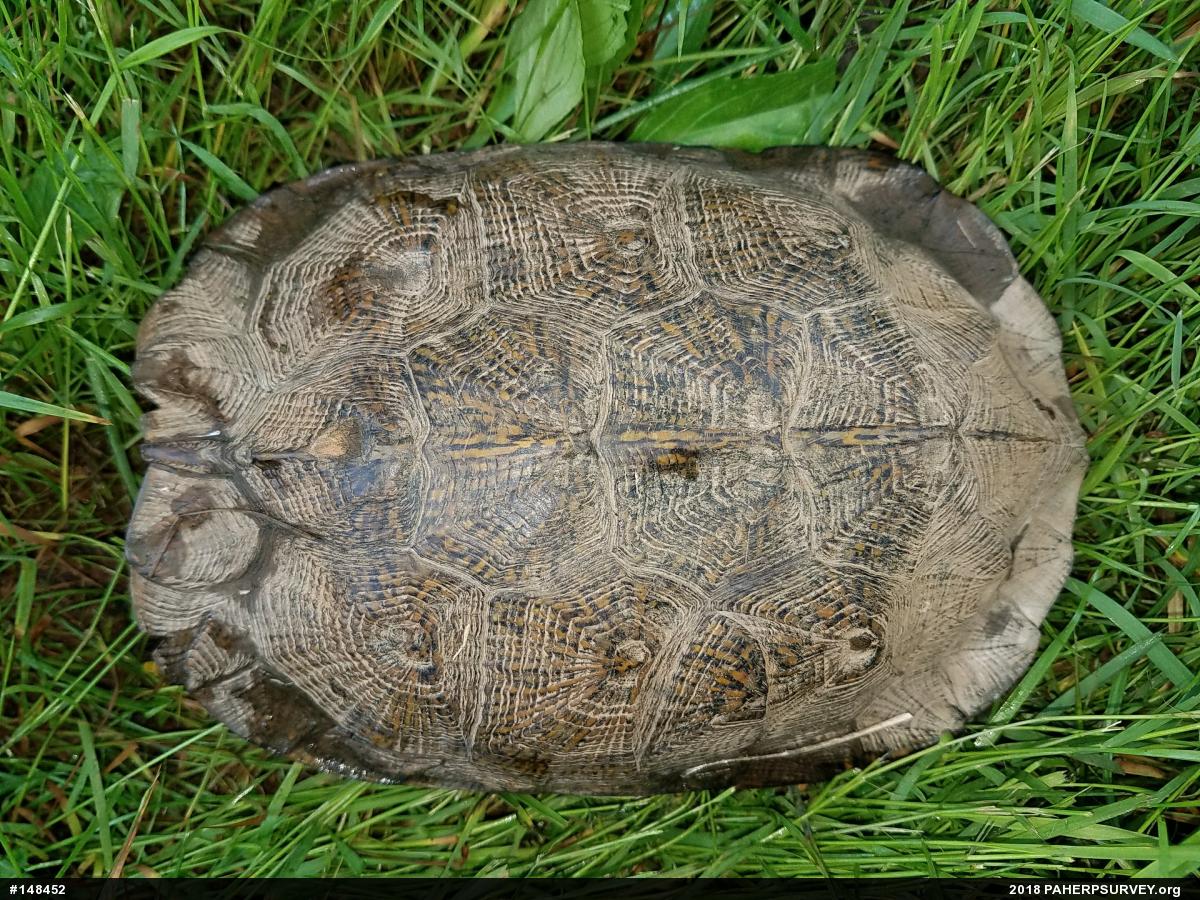 Wood Turtle