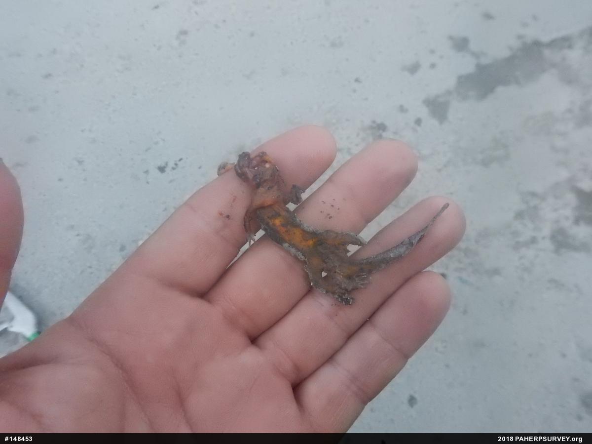 Red-spotted Newt
