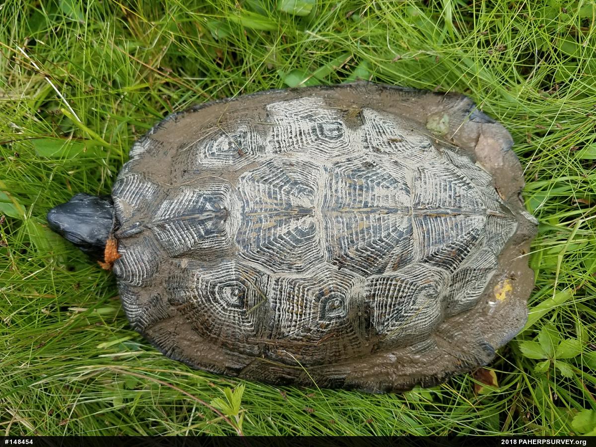 Wood Turtle