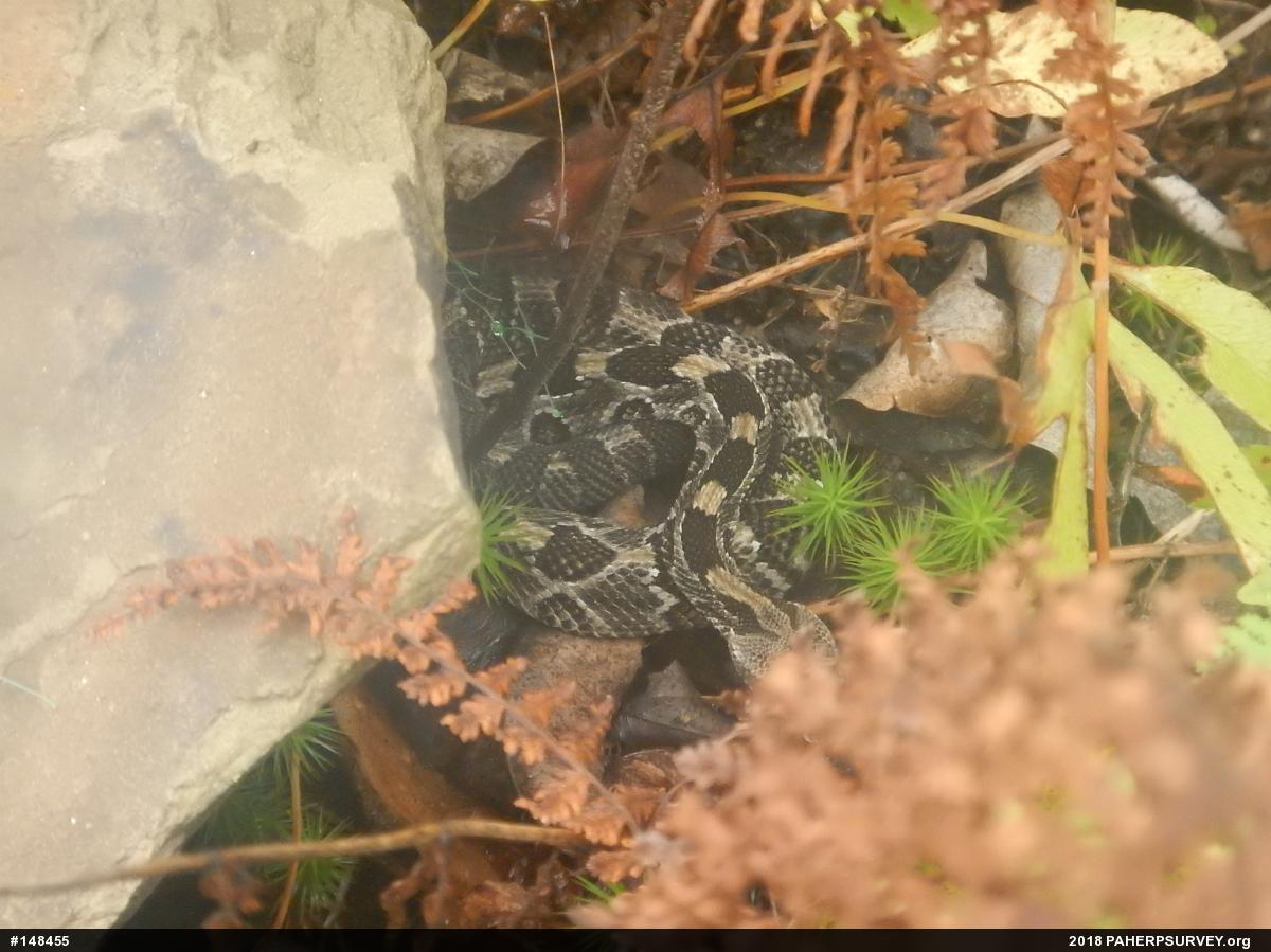 Timber Rattlesnake
