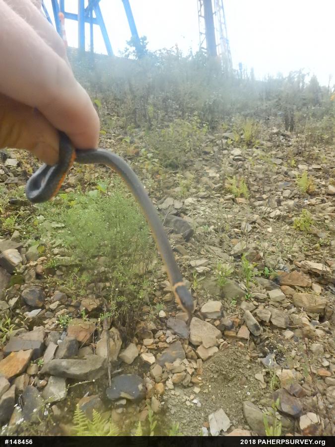 Northern Ring-necked Snake