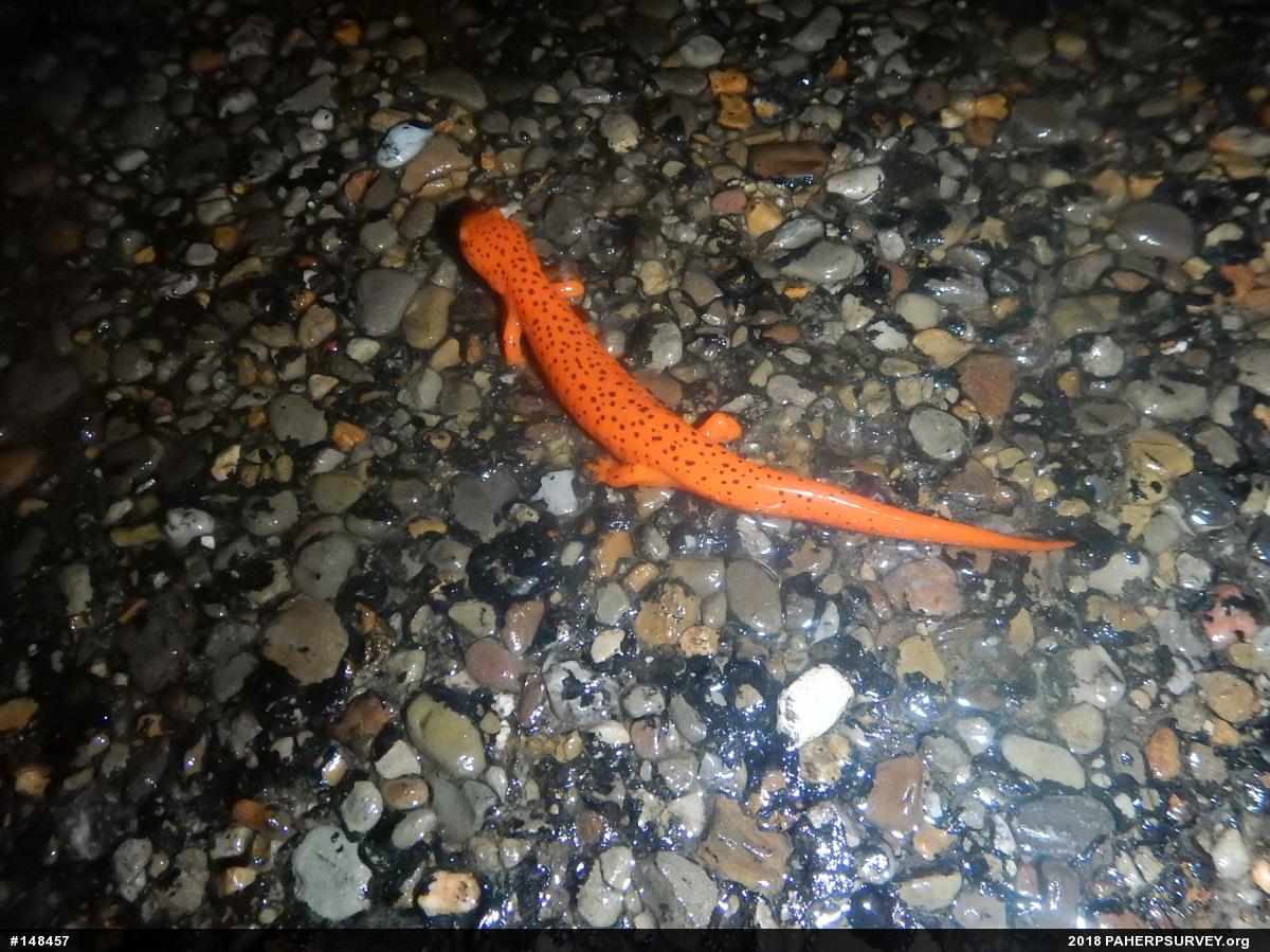 Northern Red Salamander