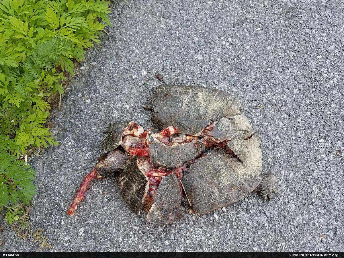 Wood Turtle