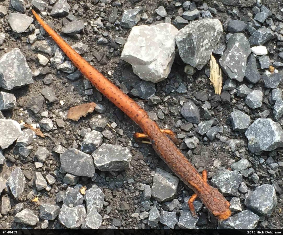 Four-toed Salamander
