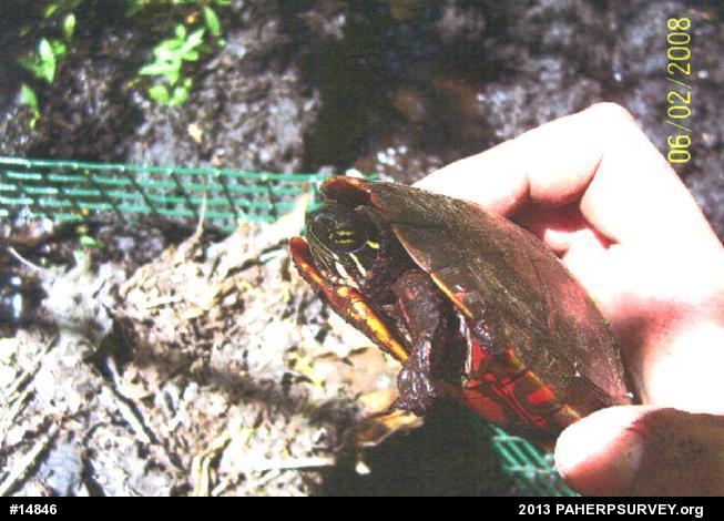 Eastern Painted Turtle