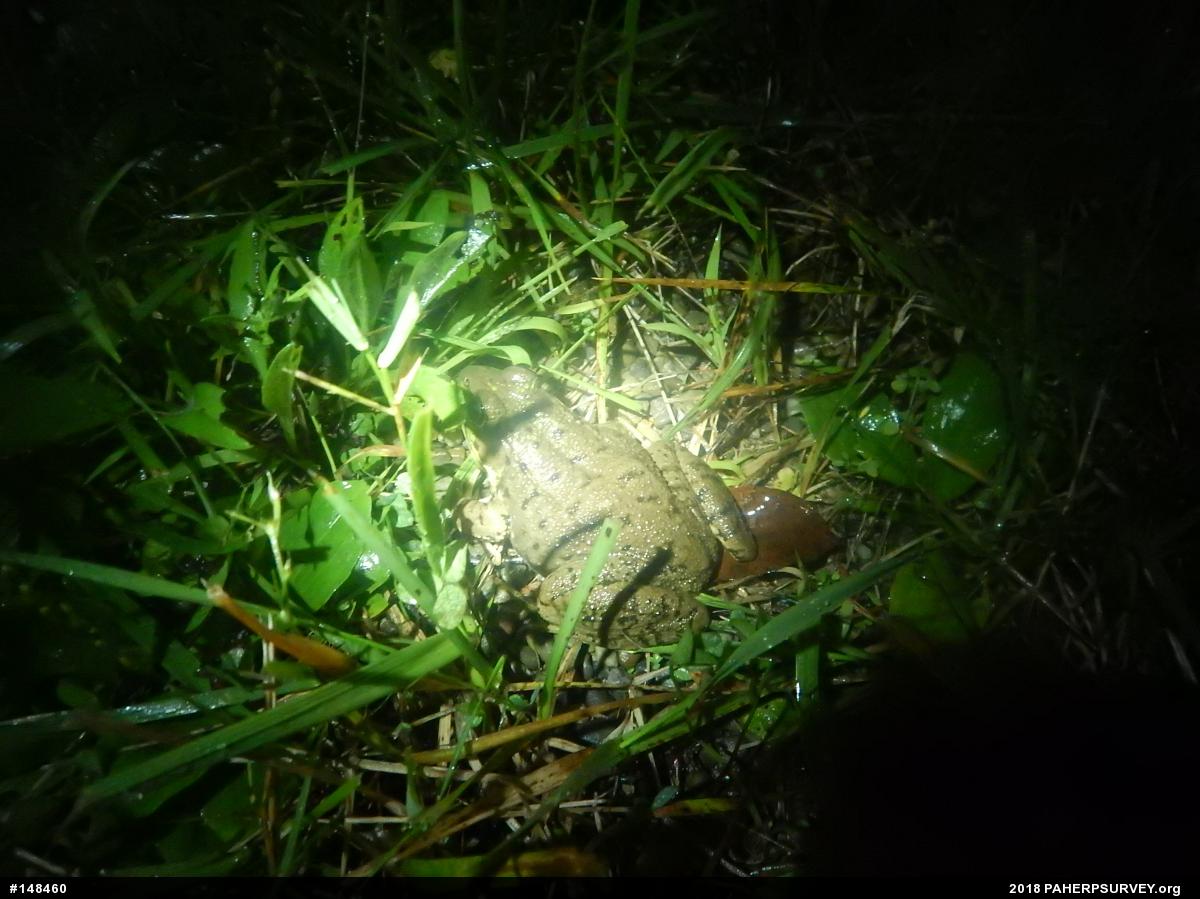 Green Frog