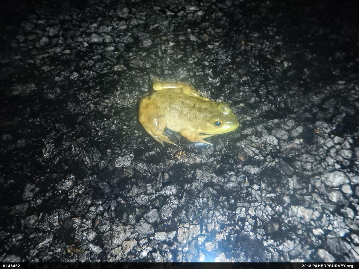 American Bullfrog