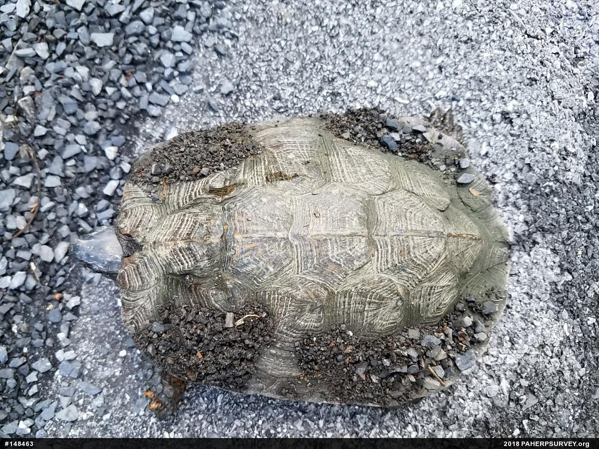 Wood Turtle