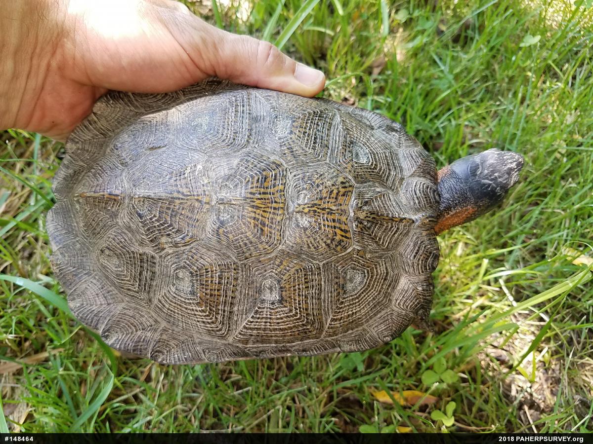 Wood Turtle