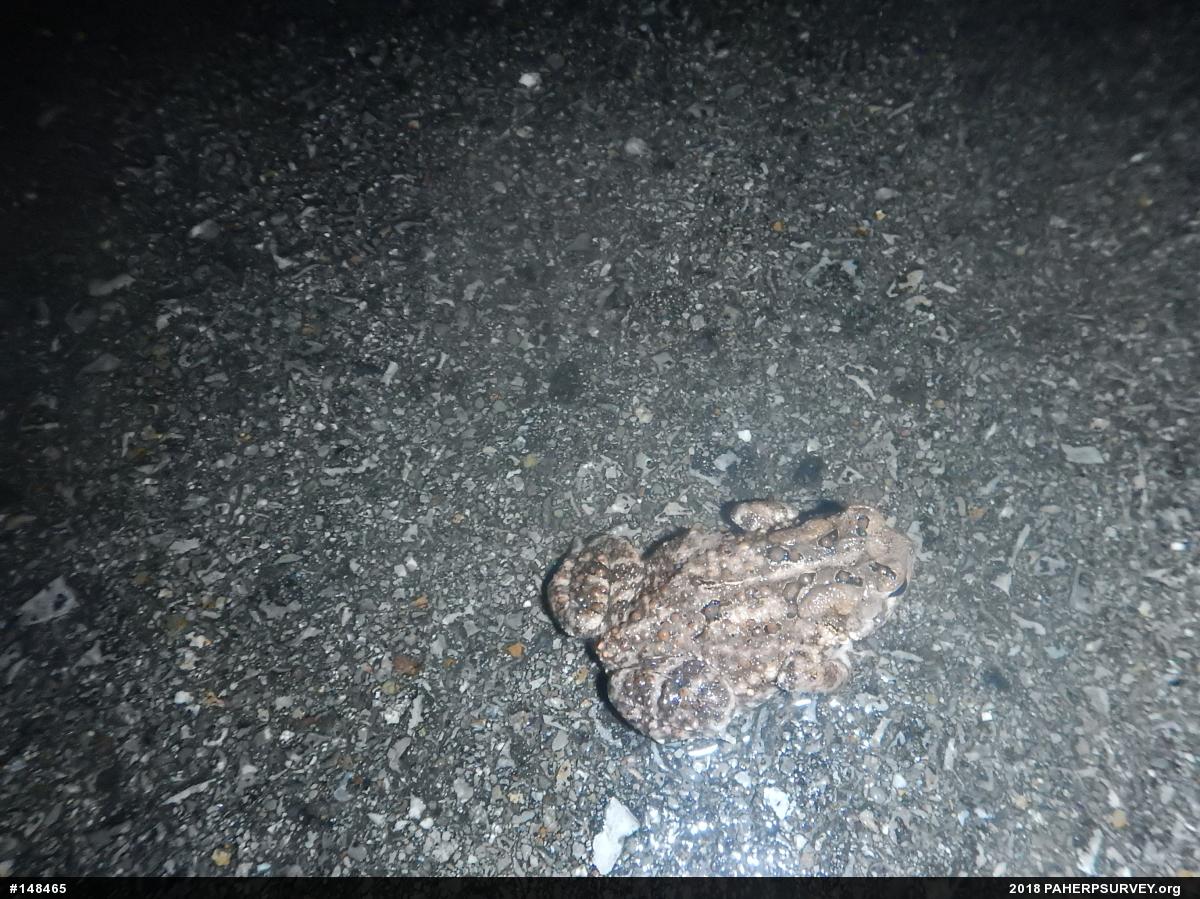 Eastern American Toad