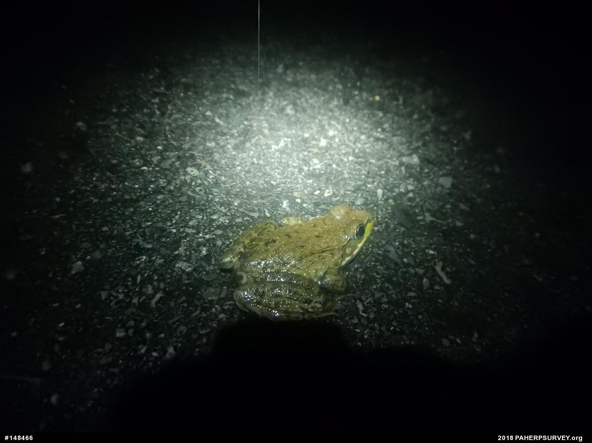 Green Frog