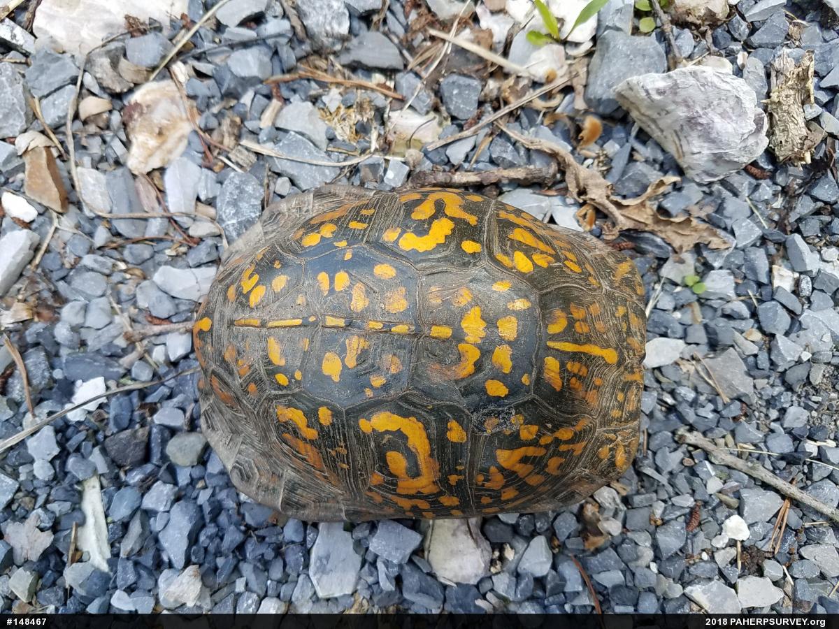 Eastern Box Turtle