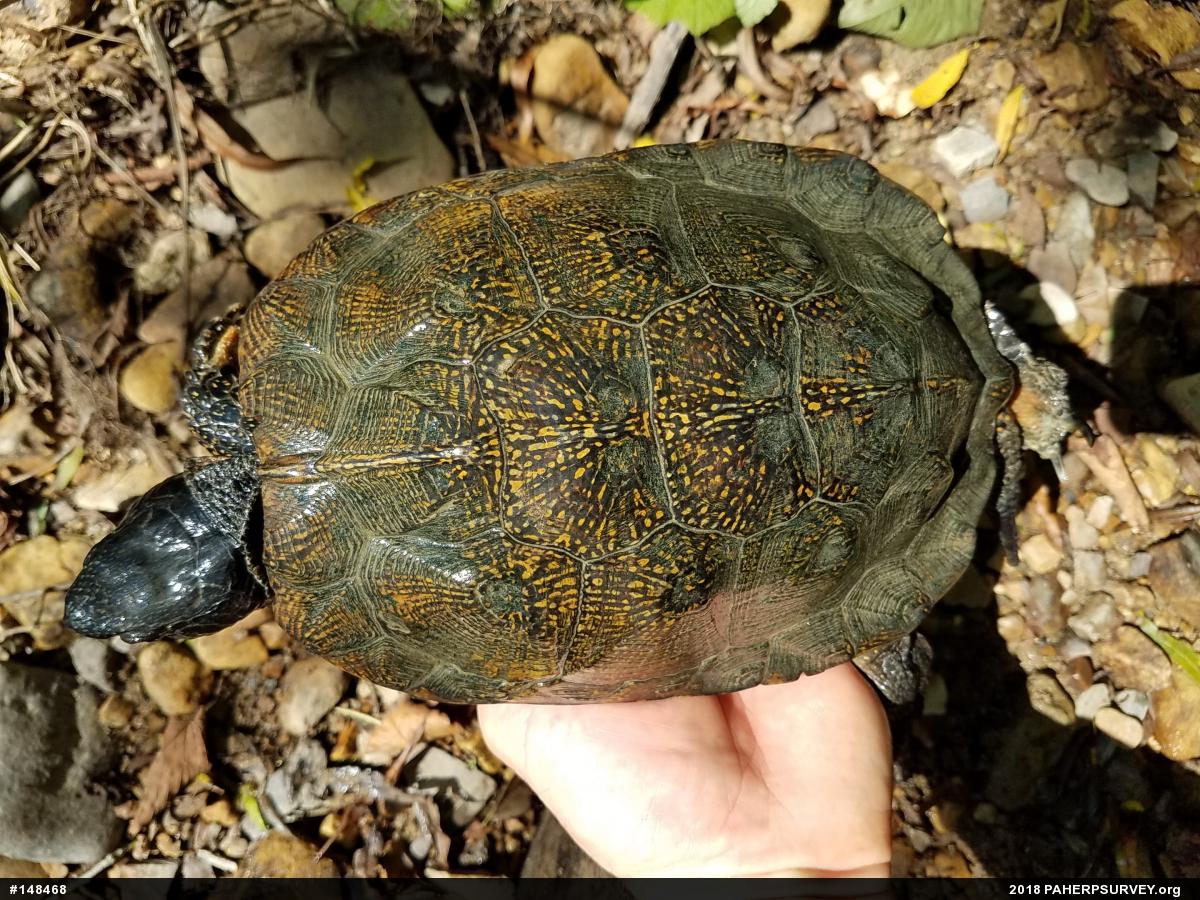 Wood Turtle