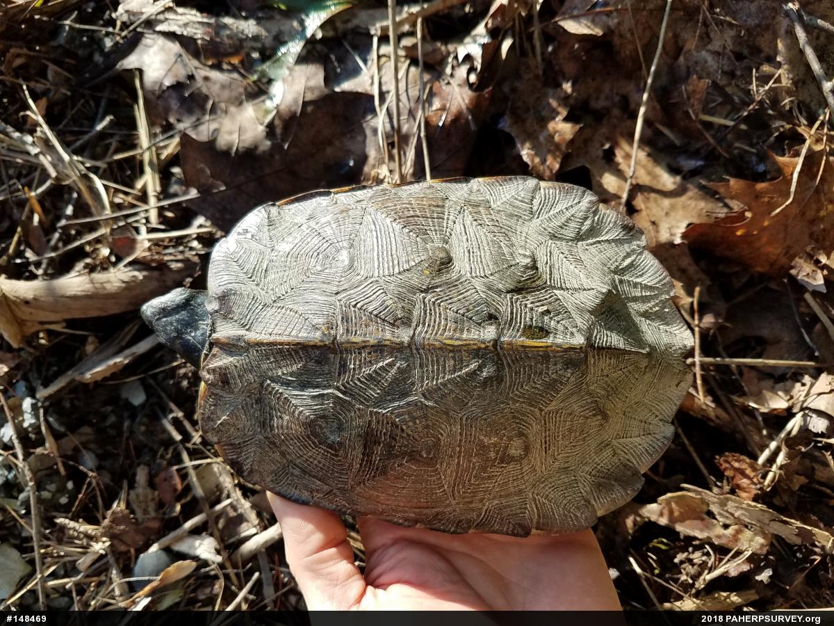 Wood Turtle