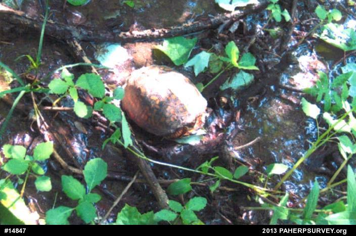 Eastern Box Turtle