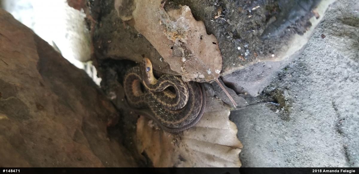 Eastern Gartersnake